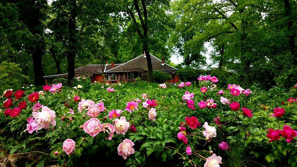 a large bed of pink peonies blooming in front of a house in the woods